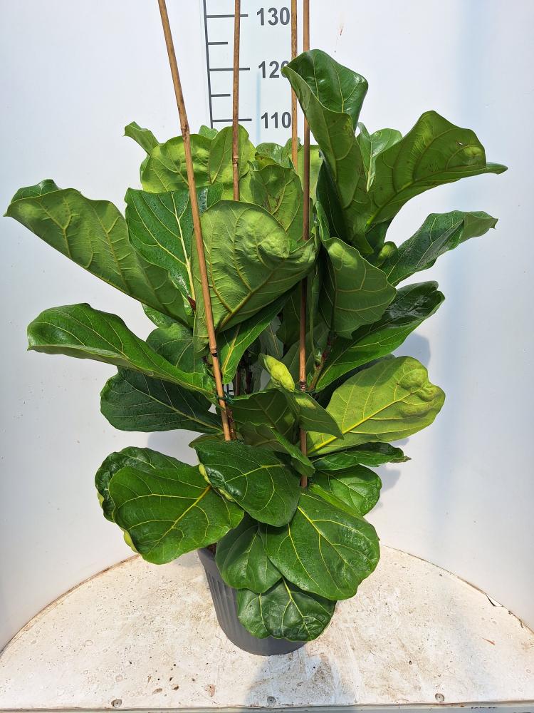 FICUS LYRATA 3P VP35