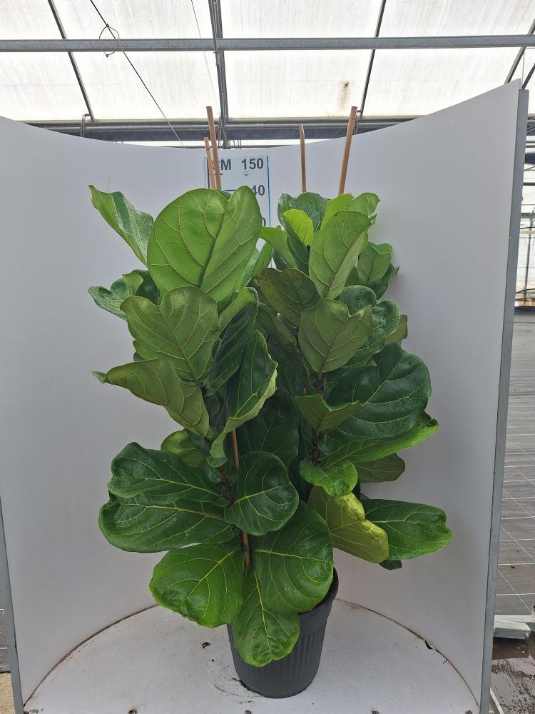 FICUS LYRATA 3P VP35