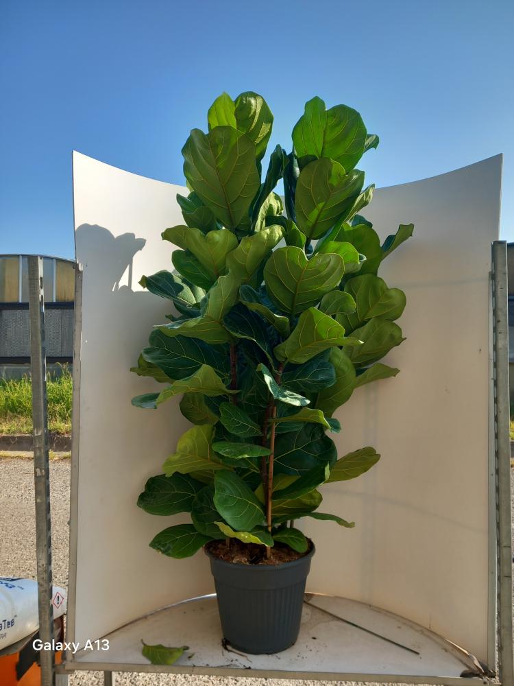 FICUS LYRATA 3P VP35