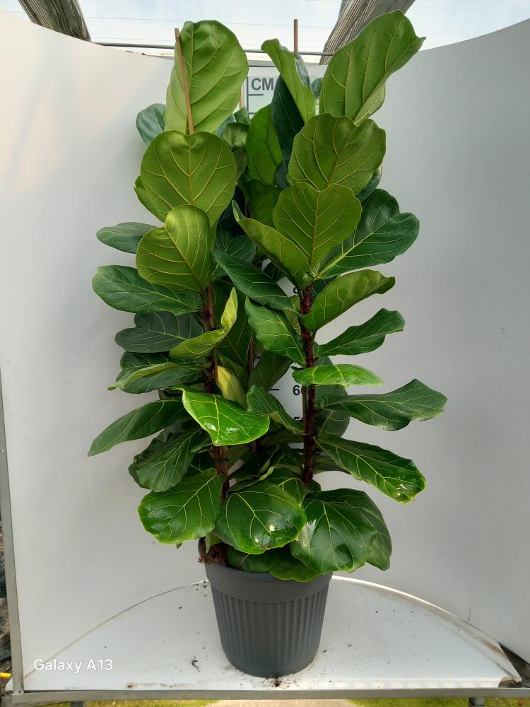 FICUS LYRATA 3P VP35