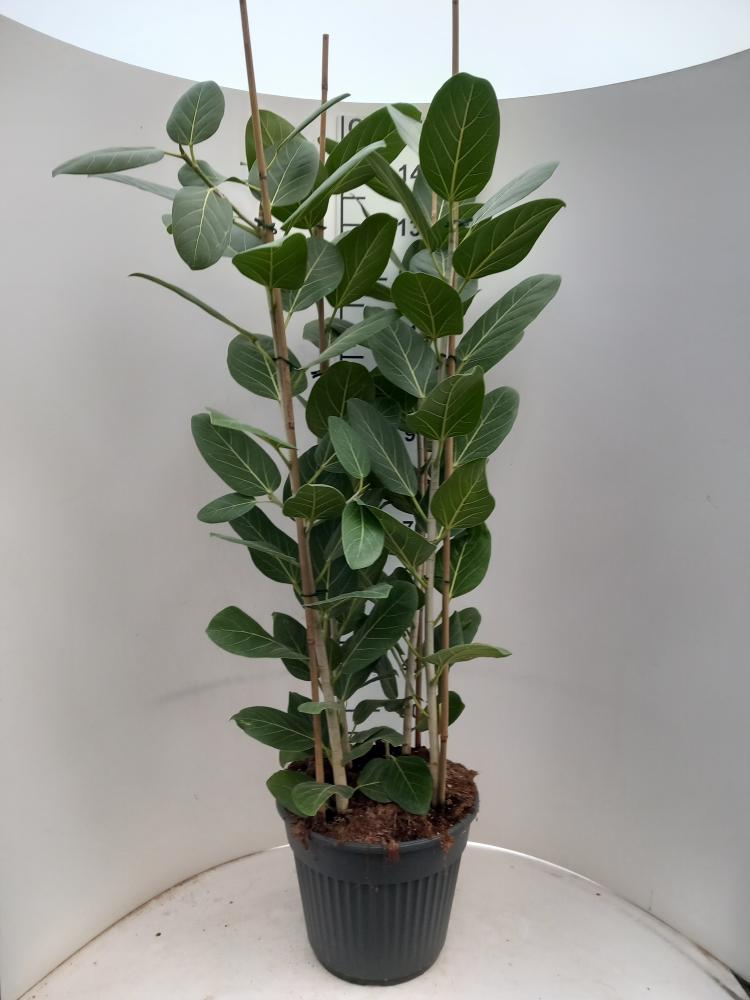 FICUS AUDREY VP35