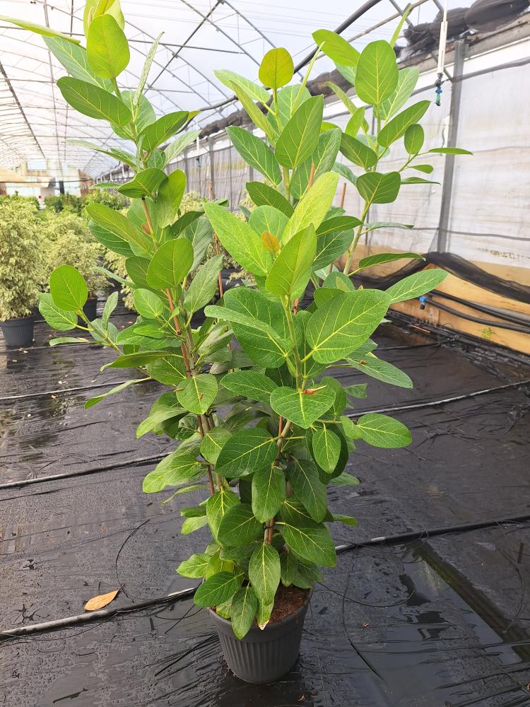 FICUS AUDREY VP35