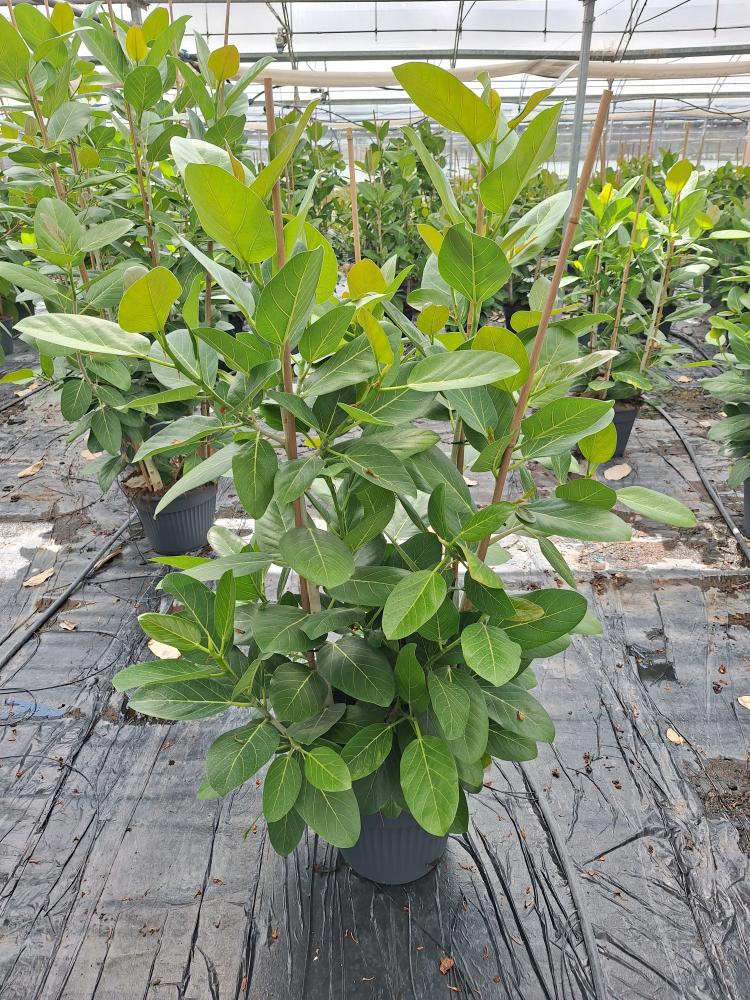 FICUS AUDREY VP35
