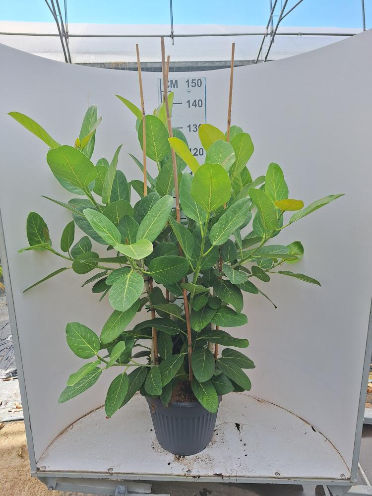 FICUS AUDREY VP35