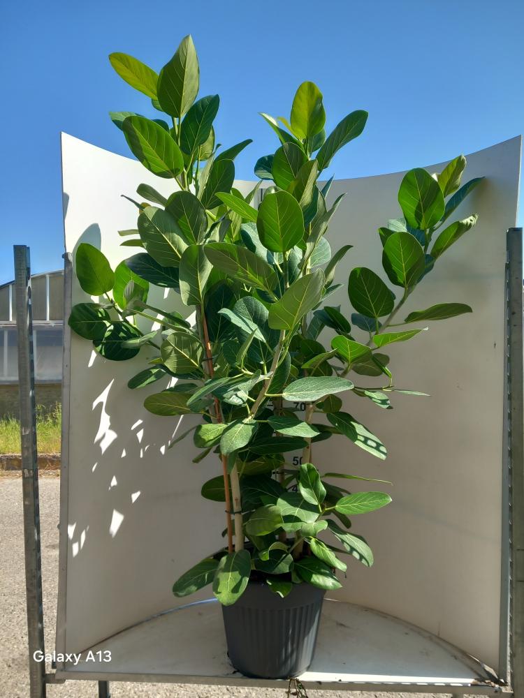 FICUS AUDREY VP35