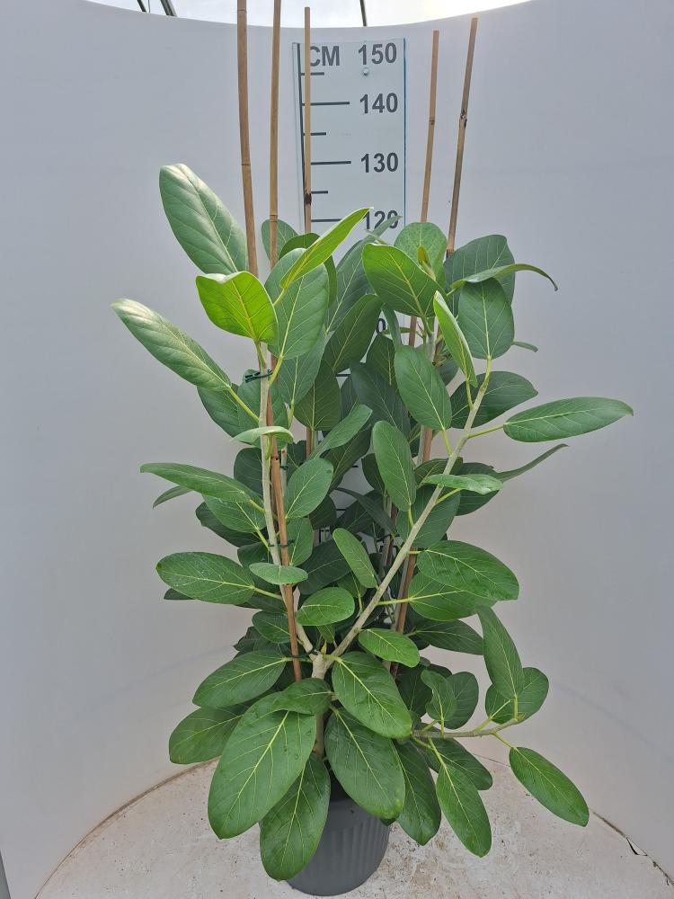 FICUS AUDREY VP35
