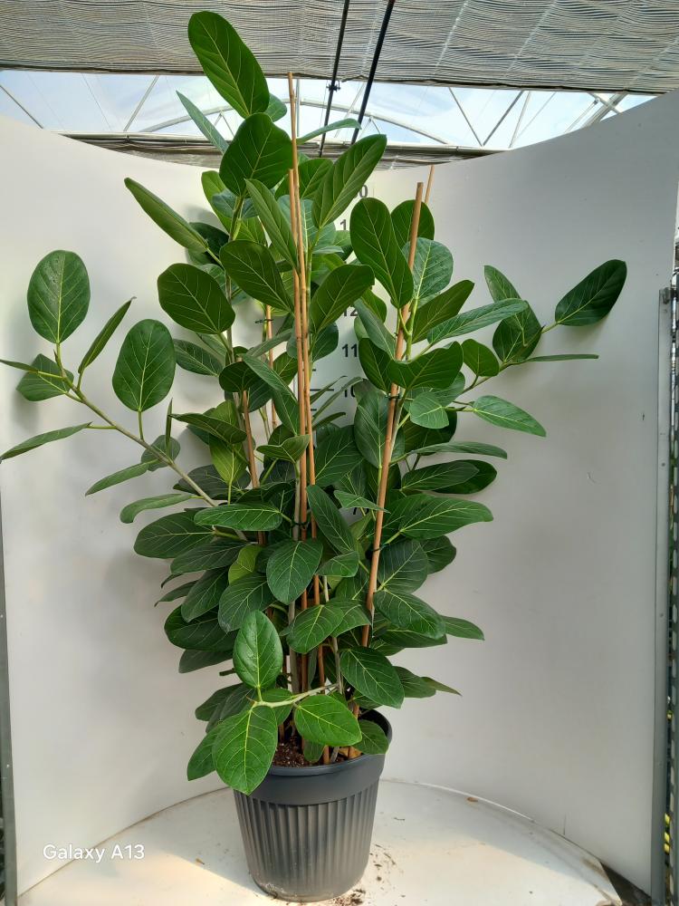 FICUS AUDREY VP35