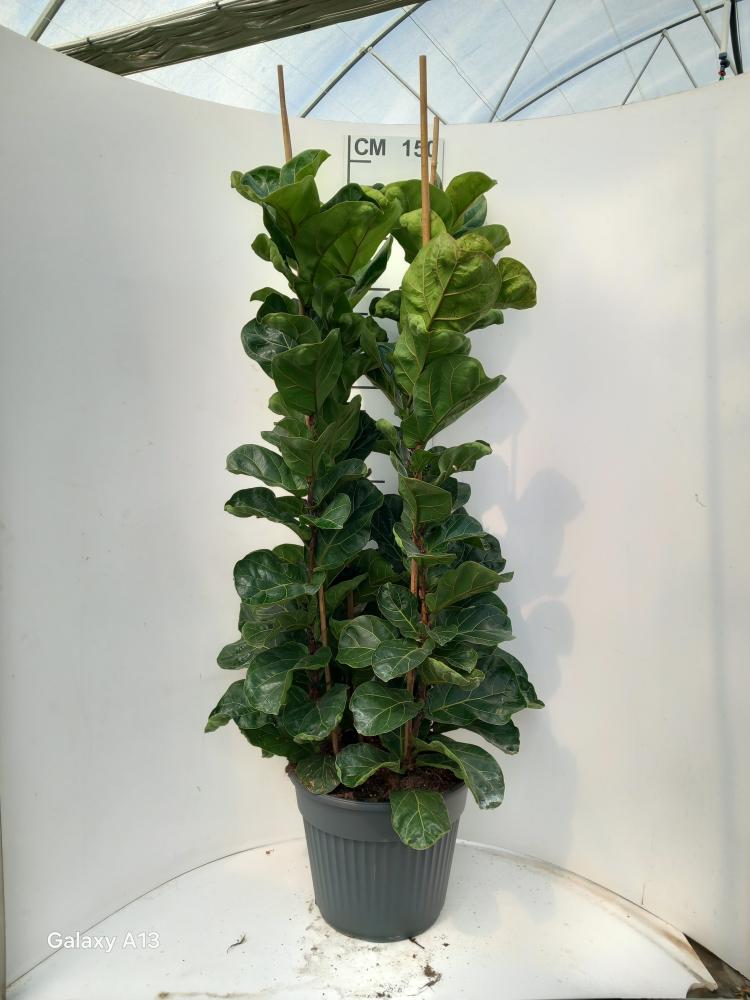FICUS BAMBINO VP35