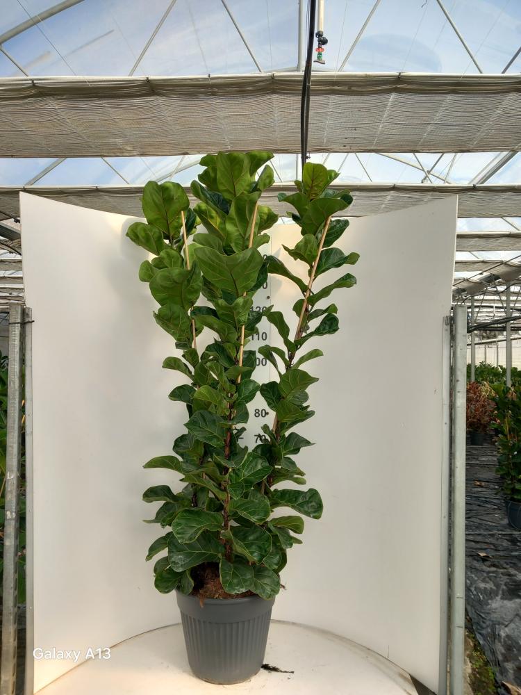 FICUS BAMBINO VP35