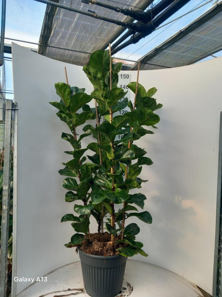 FICUS BAMBINO VP35