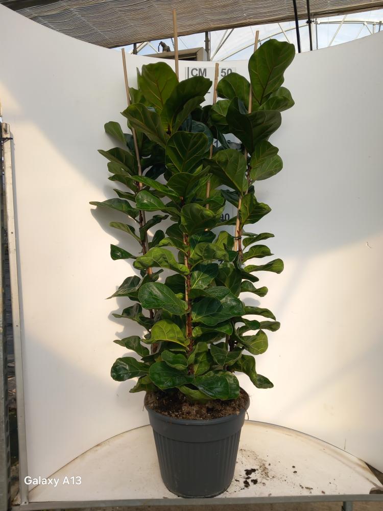 FICUS BAMBINO VP35