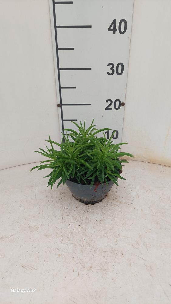 PEPEROMIA NEVADA CP17