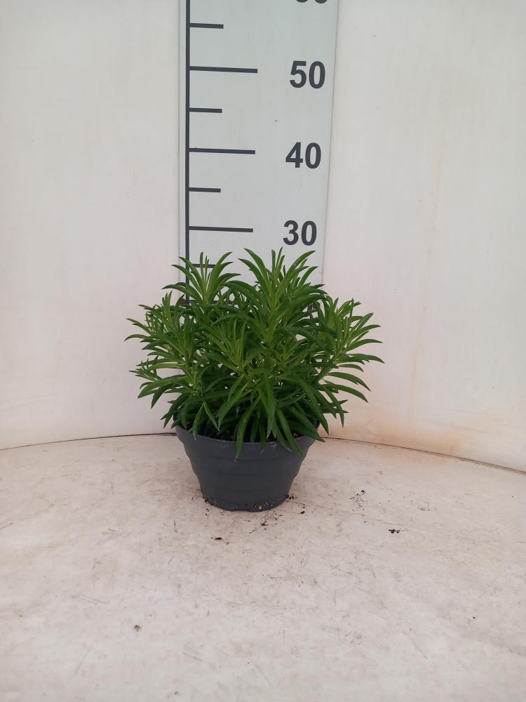 PEPEROMIA NEVADA CP17
