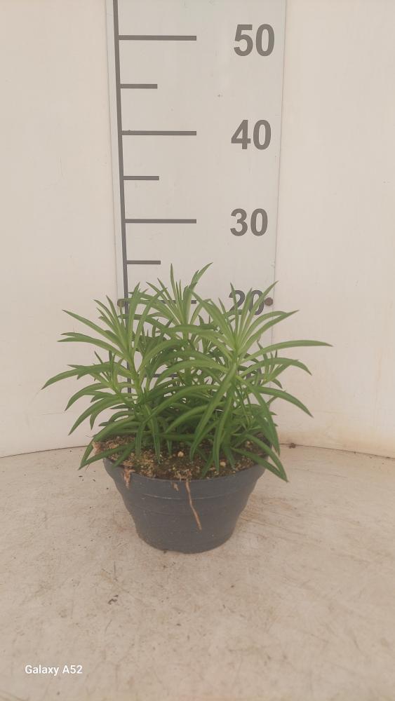 PEPEROMIA NEVADA CP17