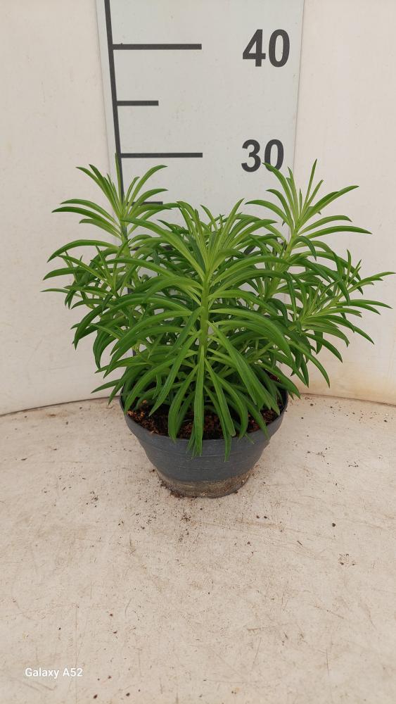 PEPEROMIA NEVADA CP17