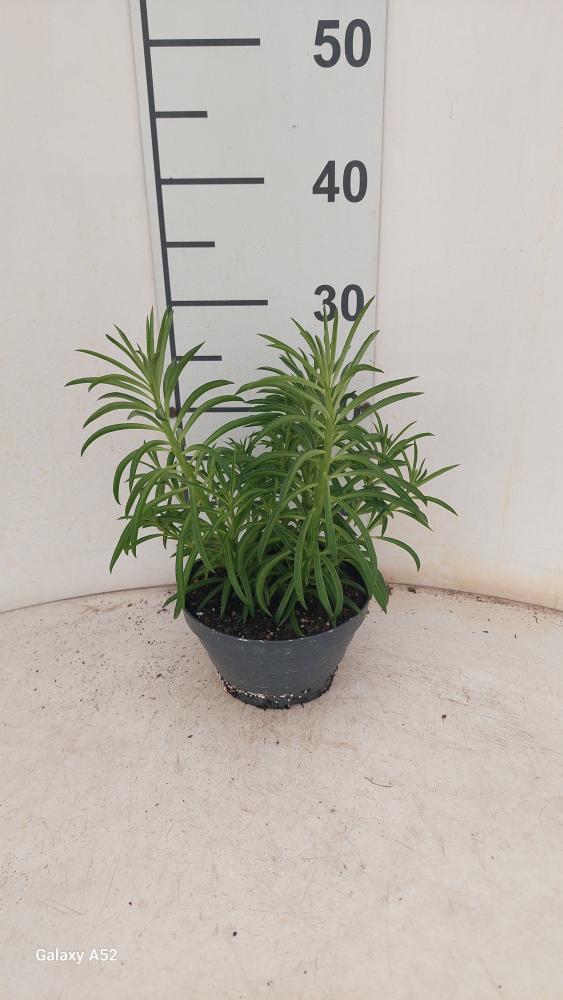 PEPEROMIA NEVADA CP17