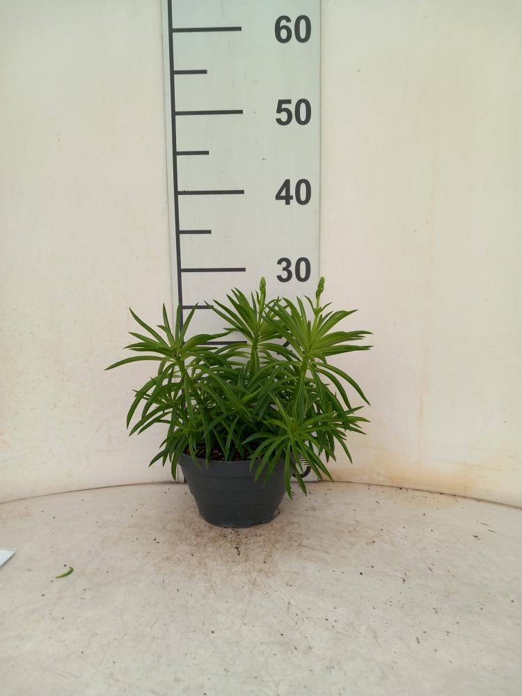 PEPEROMIA NEVADA CP17