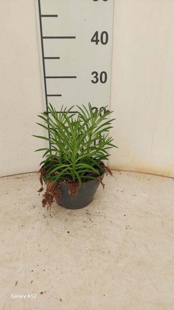PEPEROMIA NEVADA CP17