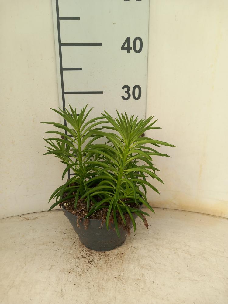 PEPEROMIA NEVADA CP17