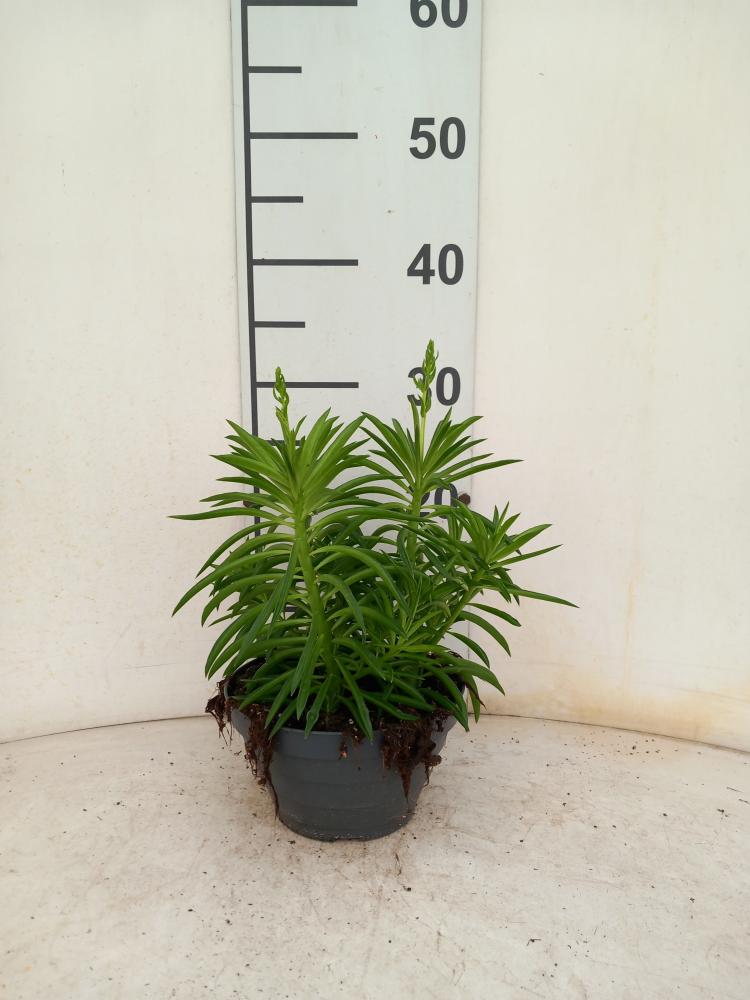 PEPEROMIA NEVADA CP17