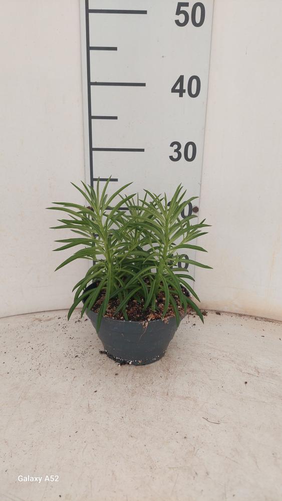 PEPEROMIA NEVADA CP17