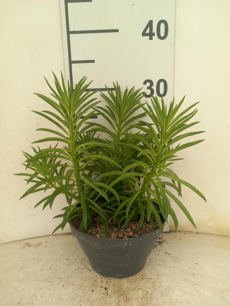 PEPEROMIA NEVADA CP17