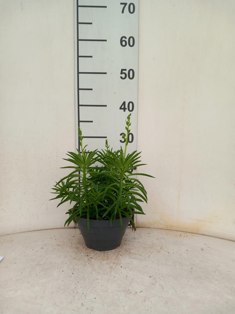 PEPEROMIA NEVADA CP17