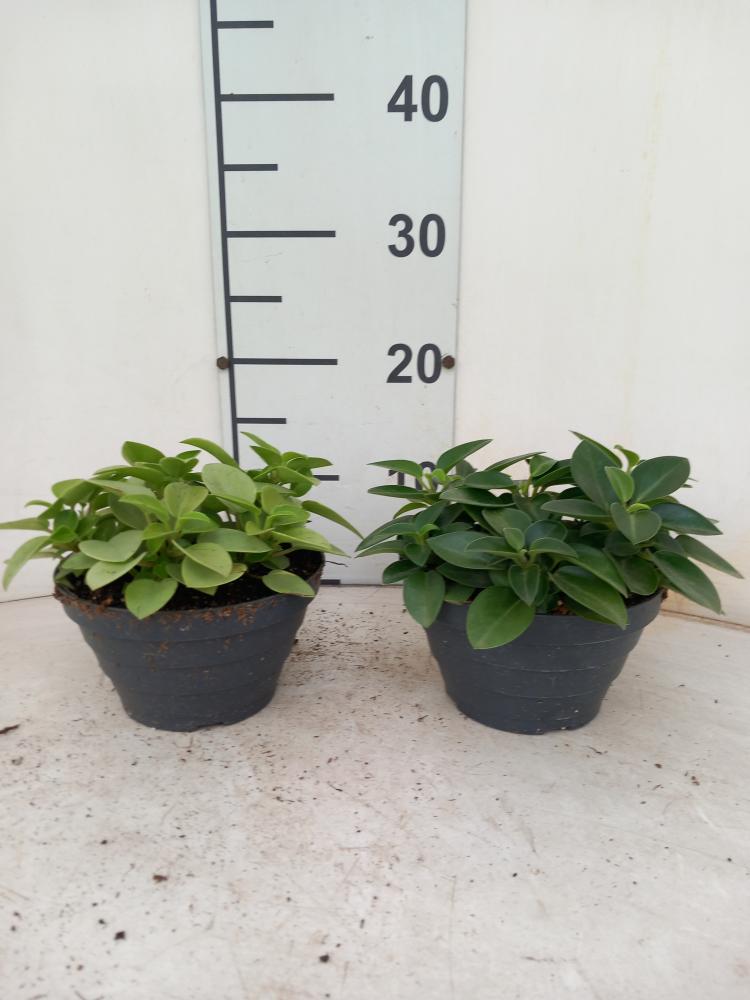 PEPEROMIA PIXIE MIX CP17