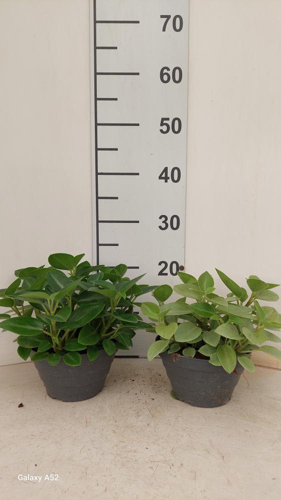 PEPEROMIA PIXIE MIX CP17