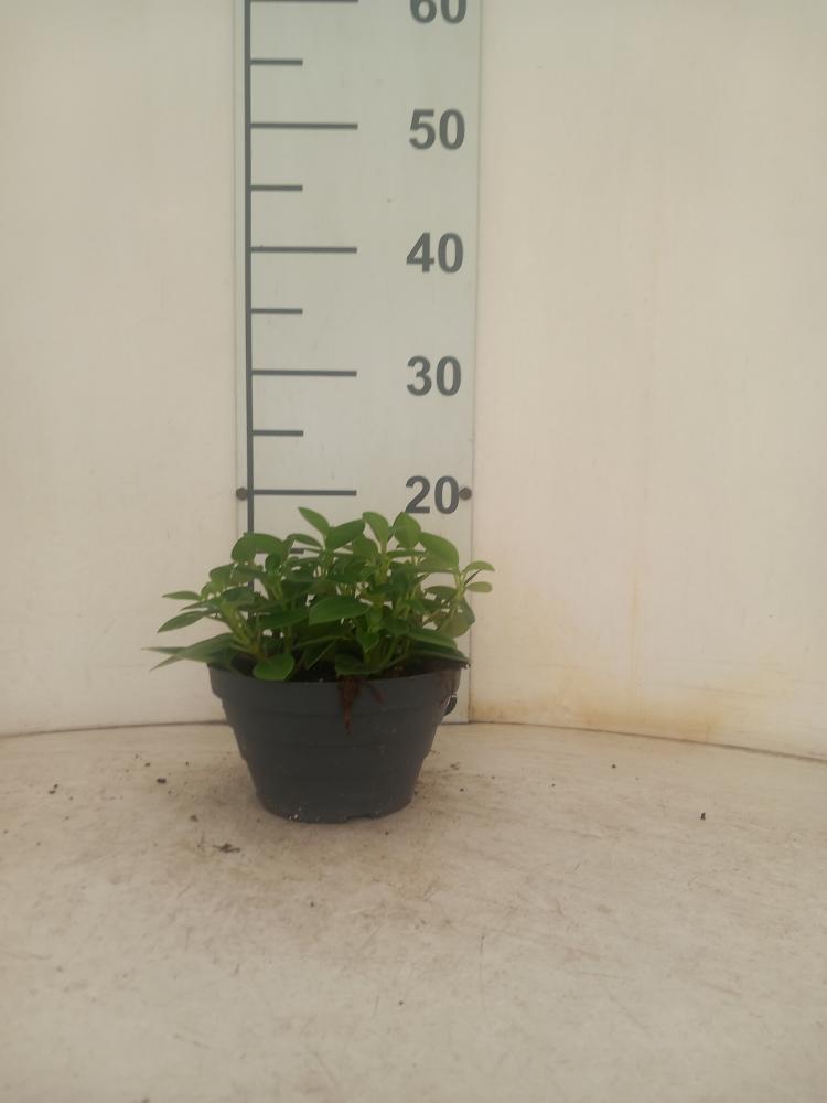 PEPEROMIA PIXIE MIX CP17
