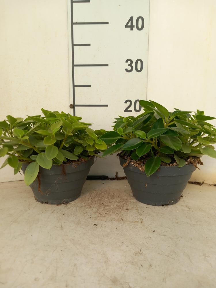 PEPEROMIA PIXIE MIX CP17