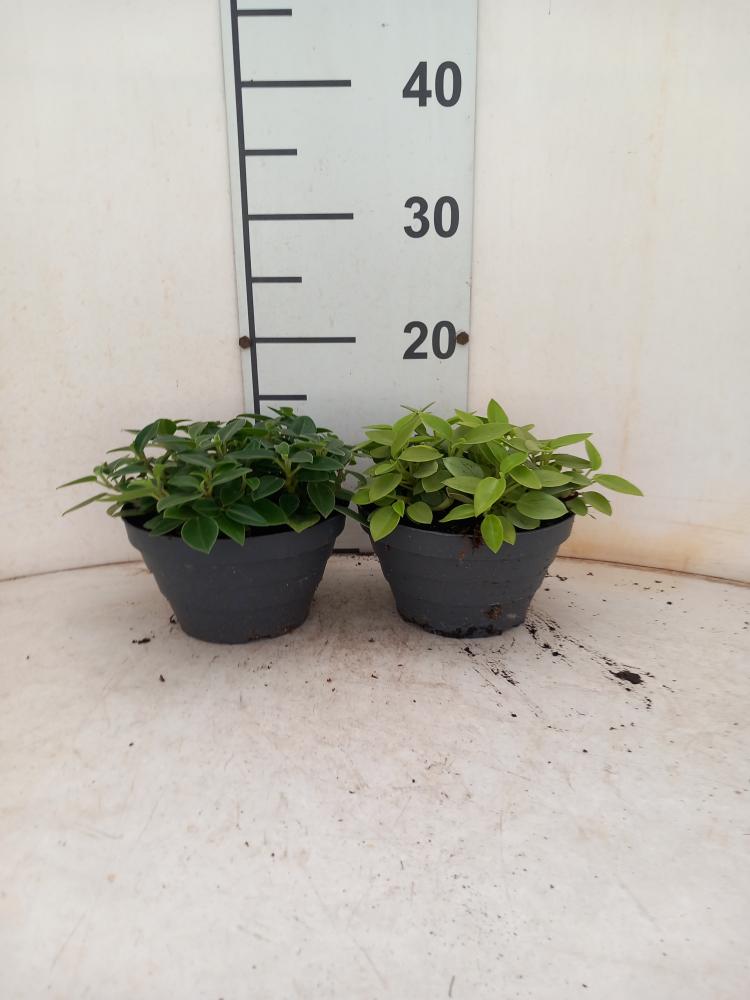 PEPEROMIA PIXIE MIX CP17