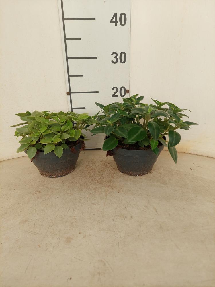 PEPEROMIA PIXIE MIX CP17