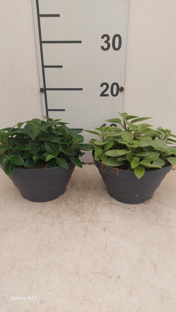 PEPEROMIA PIXIE MIX CP17