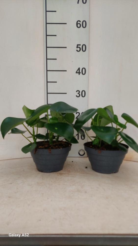 PEPEROMIA RAINDROP CP17
