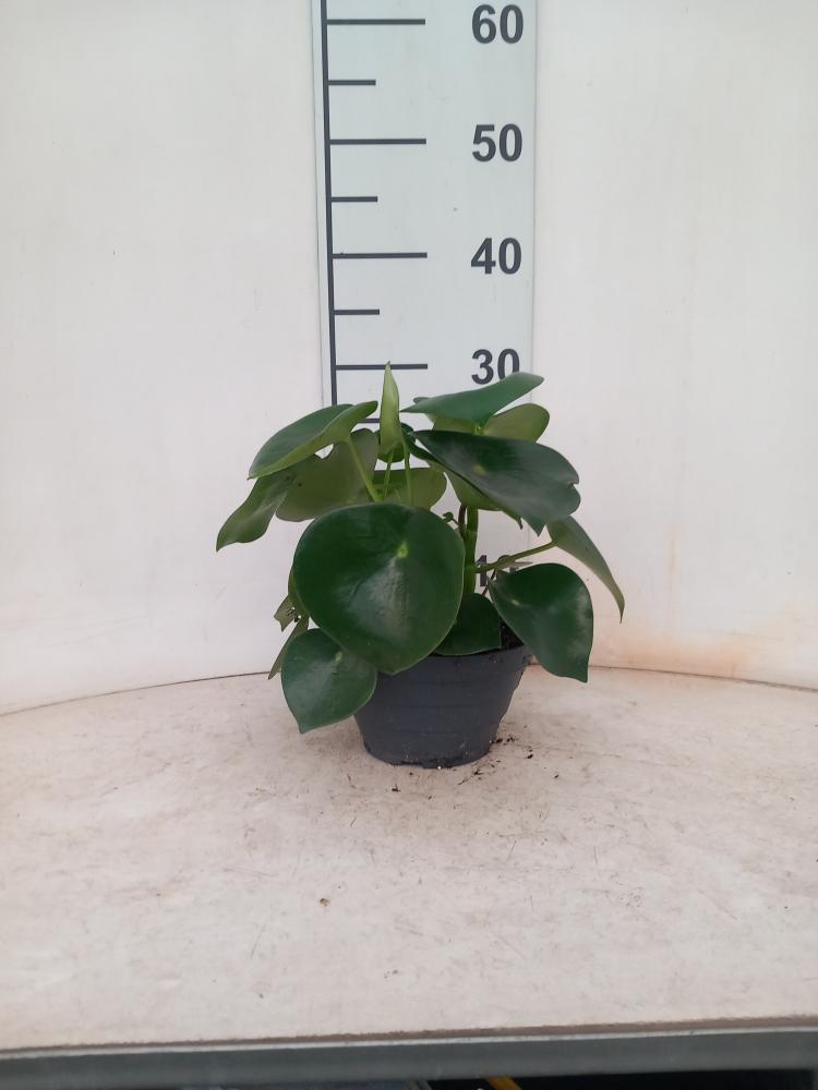 PEPEROMIA RAINDROP CP17