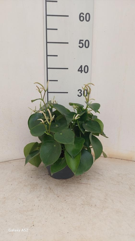 PEPEROMIA RAINDROP CP17