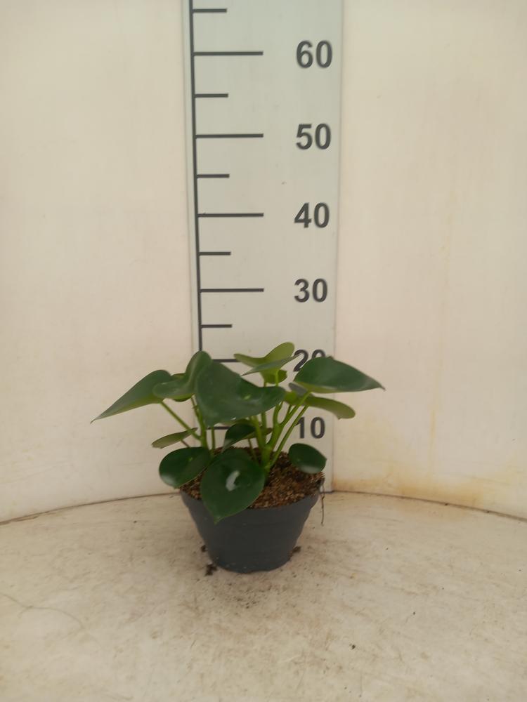 PEPEROMIA RAINDROP CP17