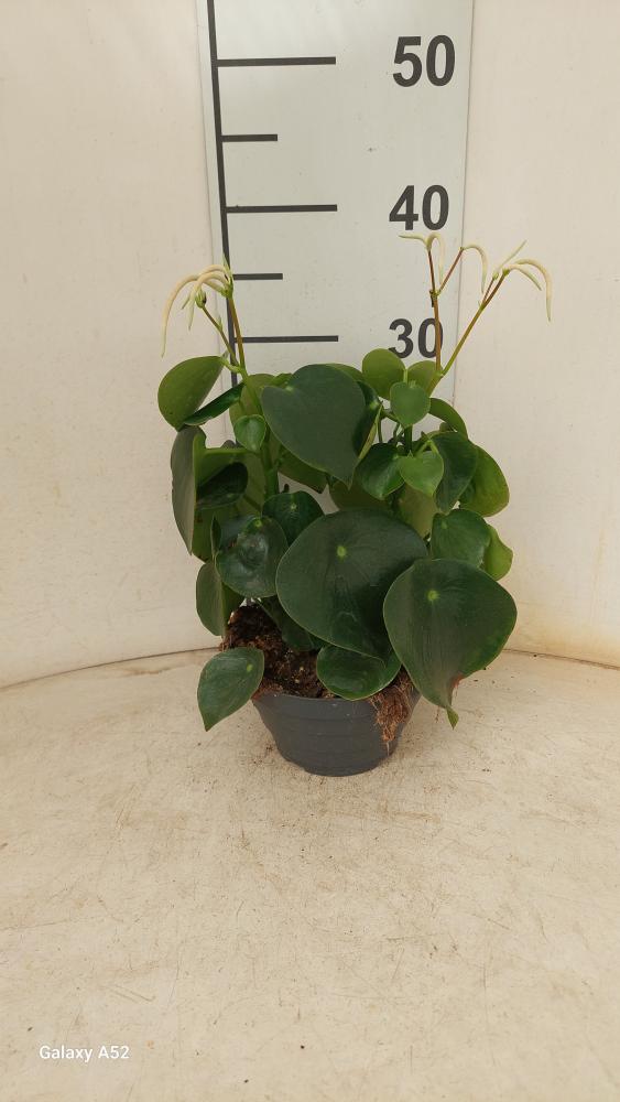 PEPEROMIA RAINDROP CP17