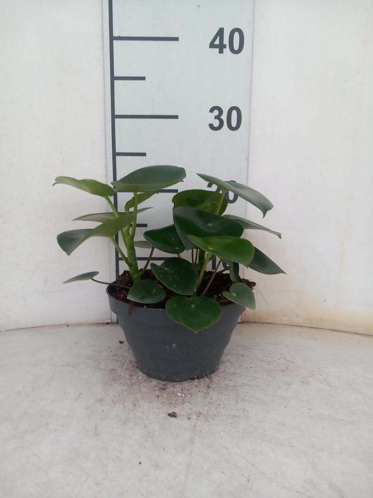 PEPEROMIA RAINDROP CP17