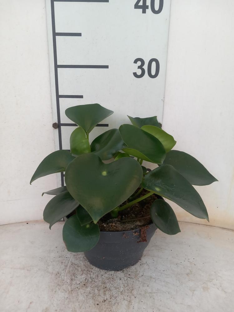 PEPEROMIA RAINDROP CP17