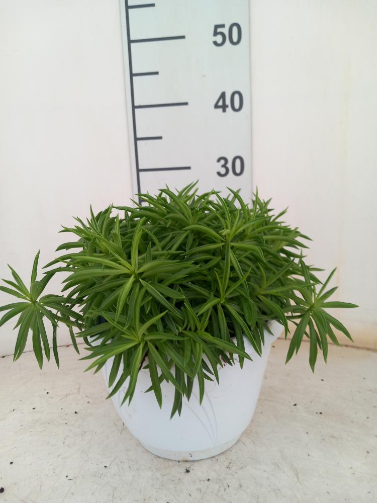 PEPEROMIA NEVADA BK20