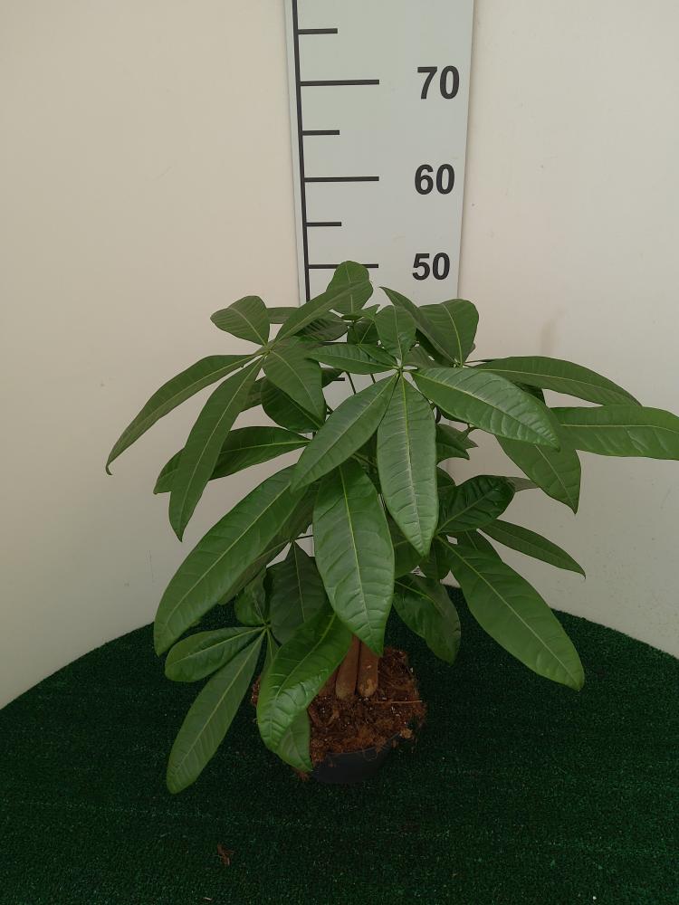 PACHIRA AQUATICA CP17