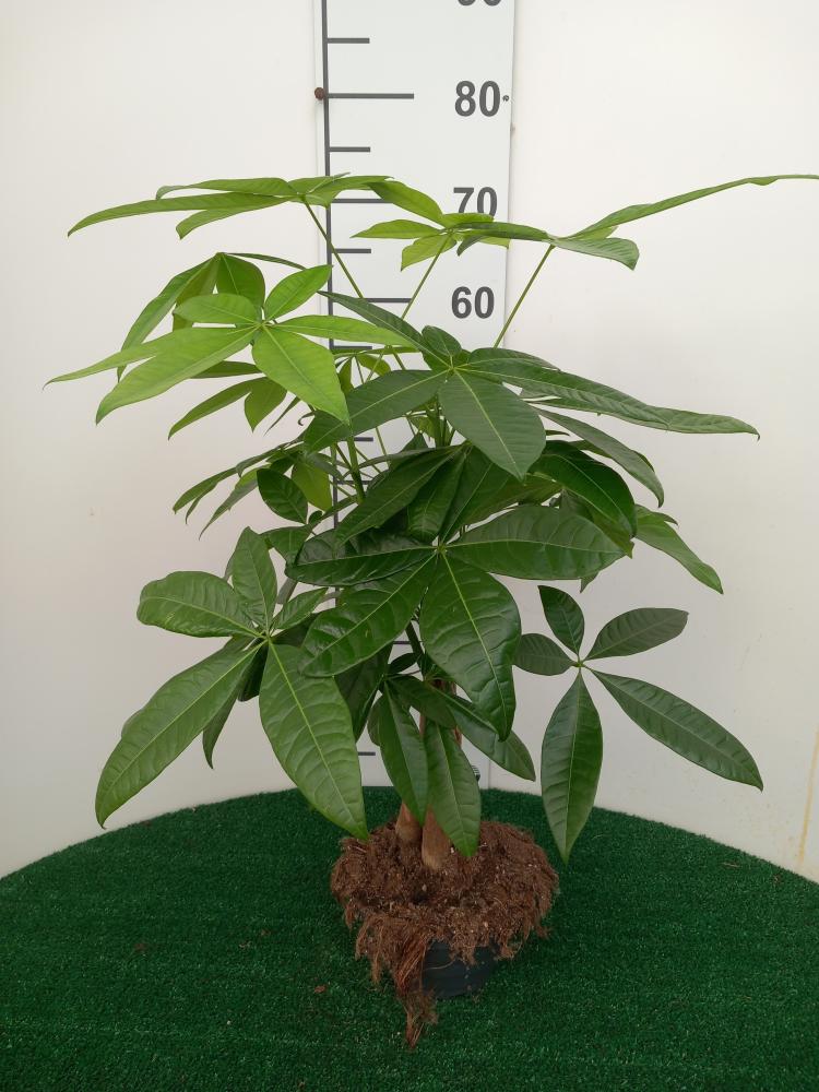 PACHIRA AQUATICA CP17