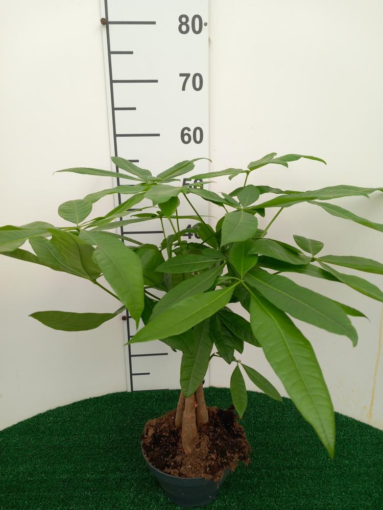 PACHIRA AQUATICA CP17