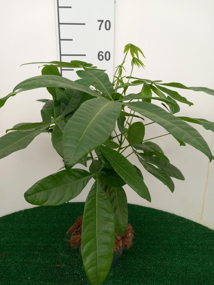 PACHIRA AQUATICA CP17