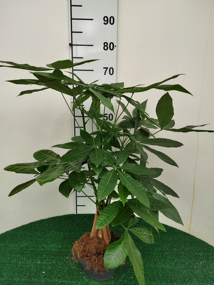 PACHIRA AQUATICA CP17