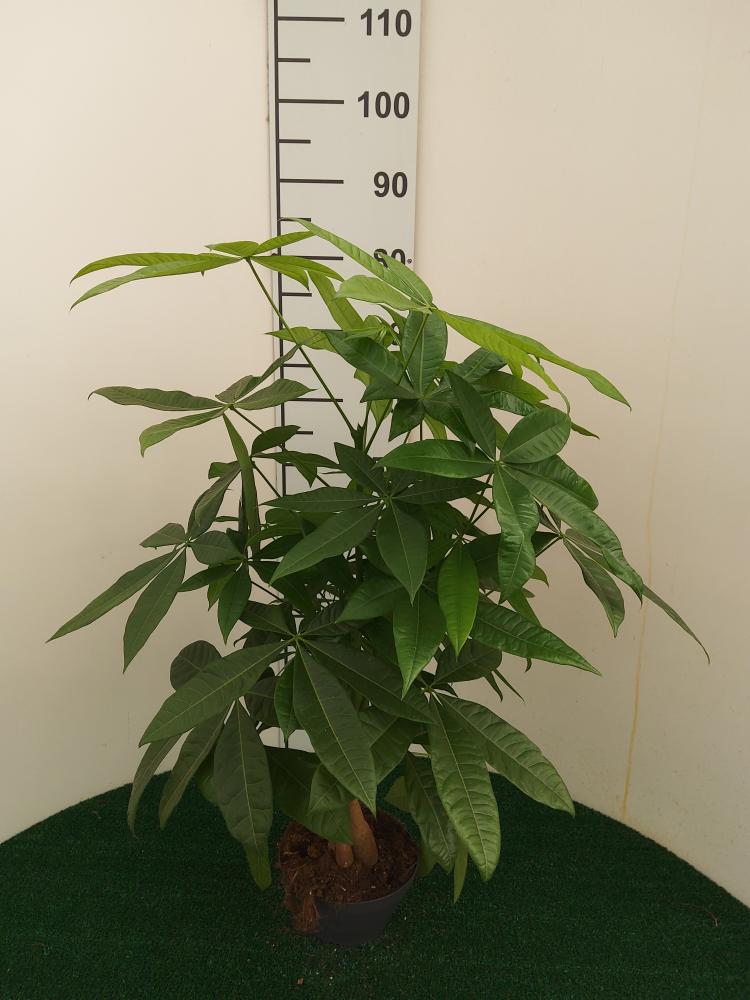 PACHIRA AQUATICA CP17