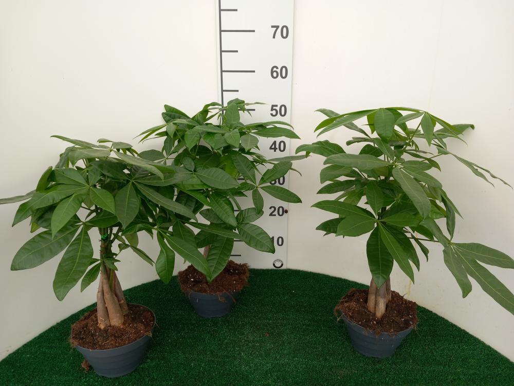 PACHIRA AQUATICA CP17