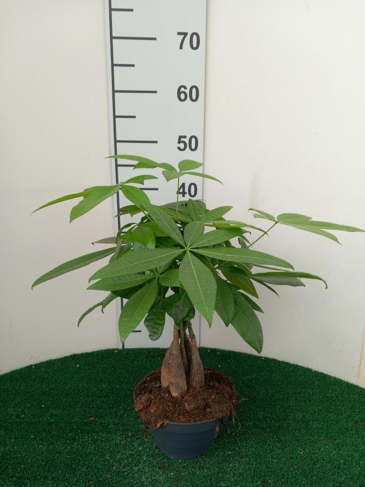 PACHIRA AQUATICA CP17